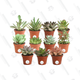 Grab Yourself This 11-Pack Of Plants For Only $21 And Become The Plant Parent Of Your Dreams
